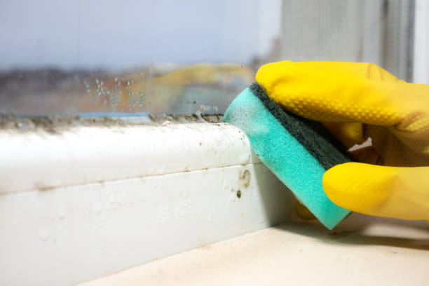 Professional Mold Inspection, Removal & Remediation in East Williston, NY